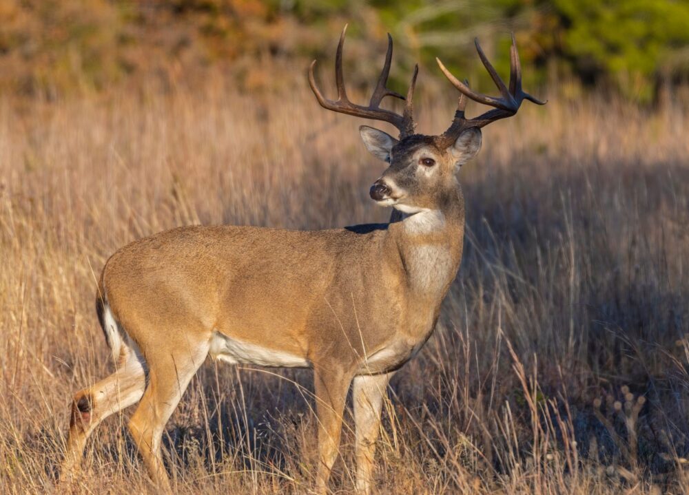 Deer Hunting: A Comprehensive Guide to the Thrill of the Hunt