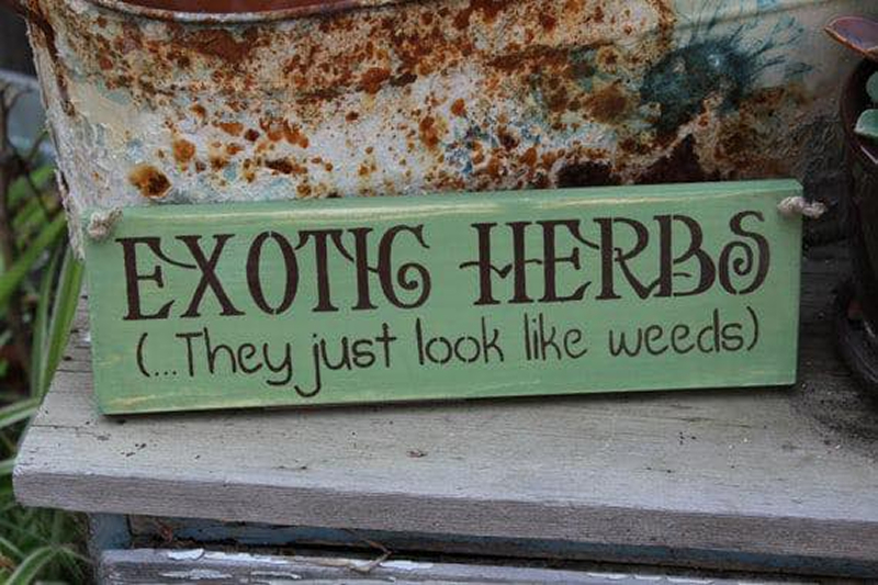 488688178 1073681108136059 3172612912274560362 n 1 Exotic herbs ( They just look like weeds)