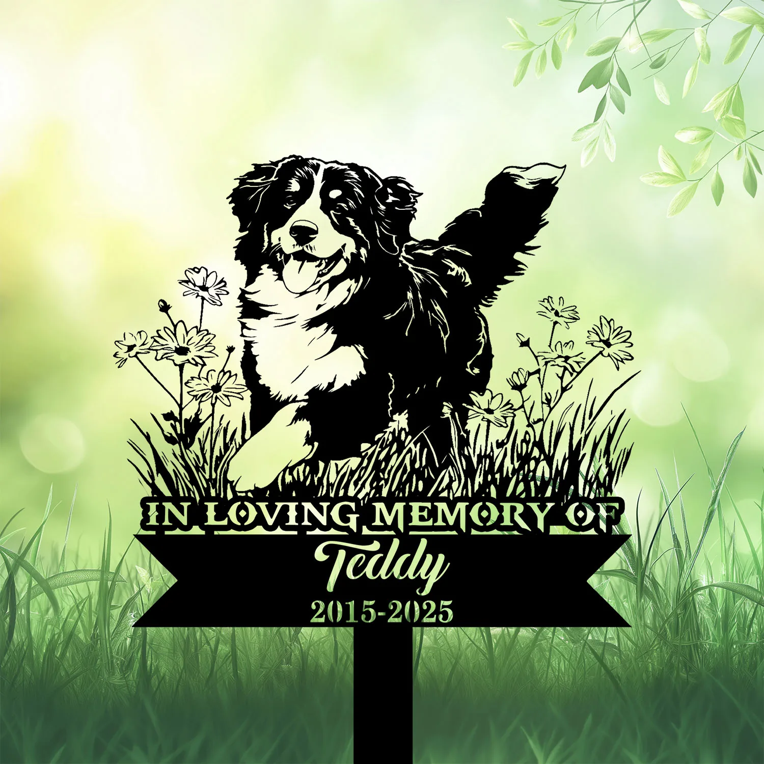 Bernese-Mountain-Playing-in-Garden-3-1 Black dog memorial garden stake with daisies reading “In Loving Memory of Teddy 2015-2025” in grass